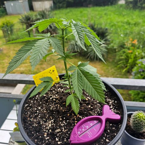 Toso growlog timeline photo