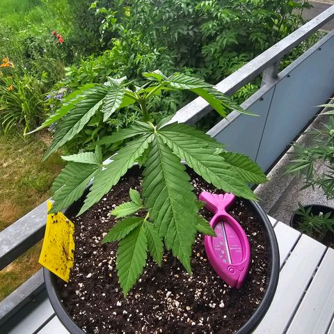 Toso growlog timeline photo