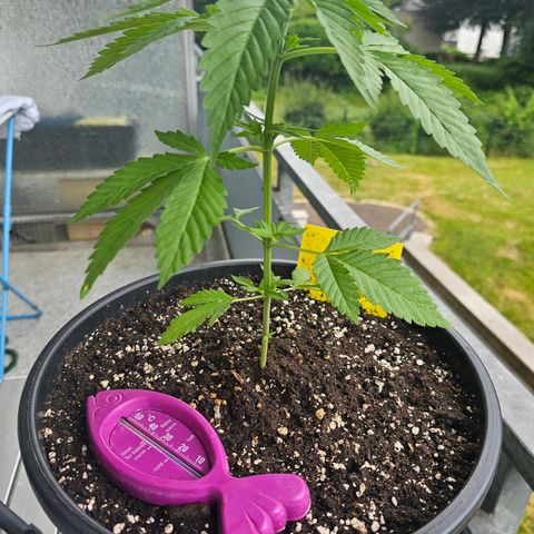 Toso growlog timeline photo
