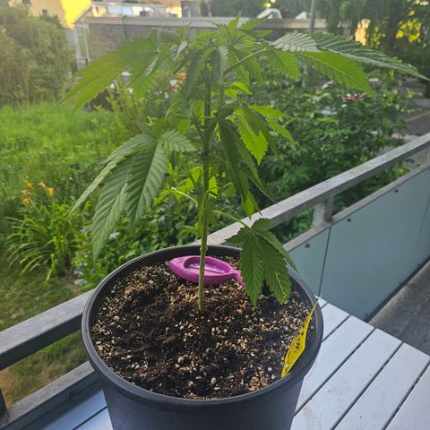Toso growlog timeline photo