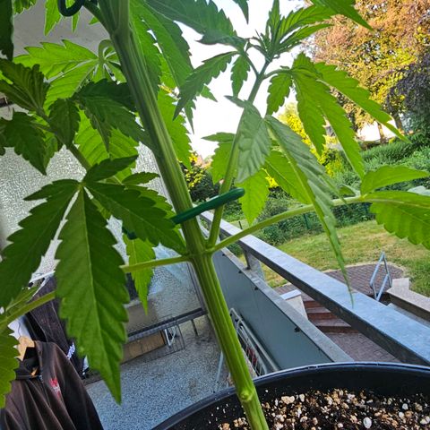 Toso growlog timeline photo
