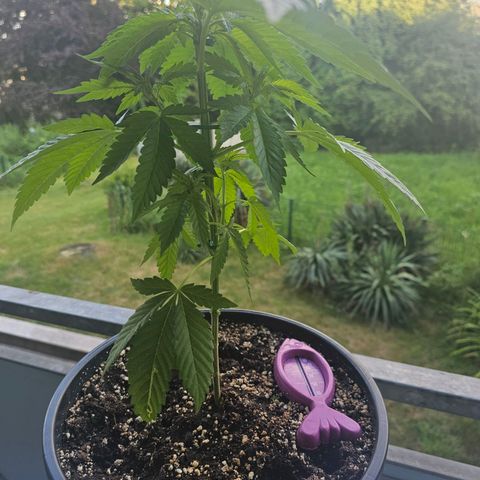 Toso growlog timeline photo