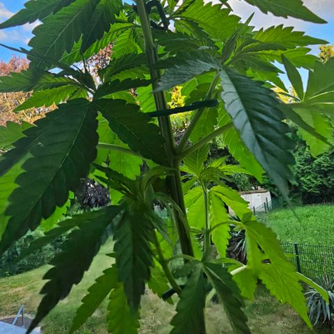 Toso growlog timeline photo