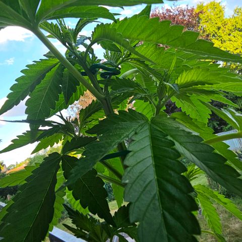 Toso growlog timeline photo
