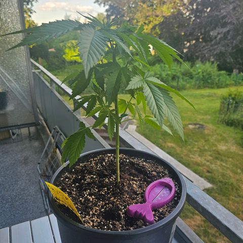 Toso growlog timeline photo