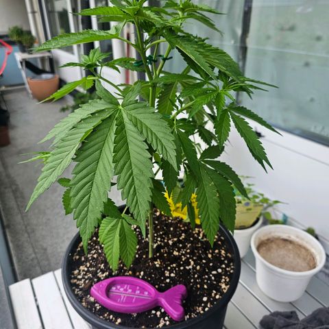 Toso growlog timeline photo