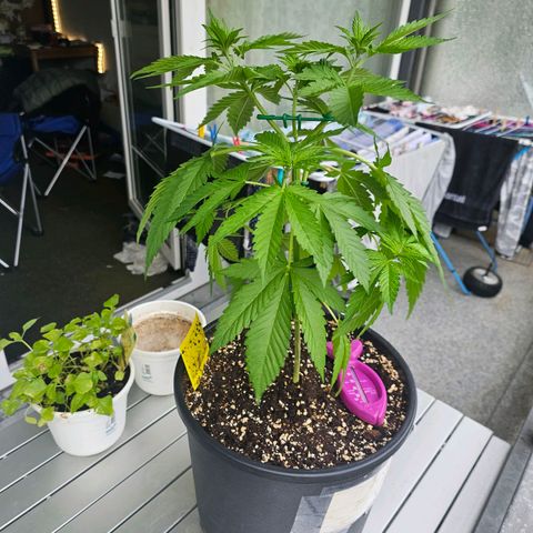Toso growlog timeline photo
