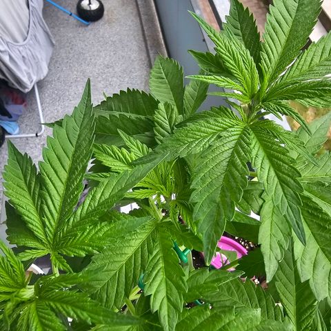 Toso growlog timeline photo