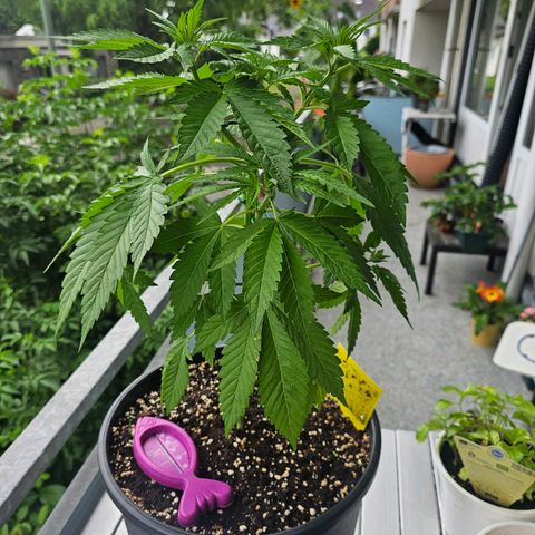 Toso growlog timeline photo