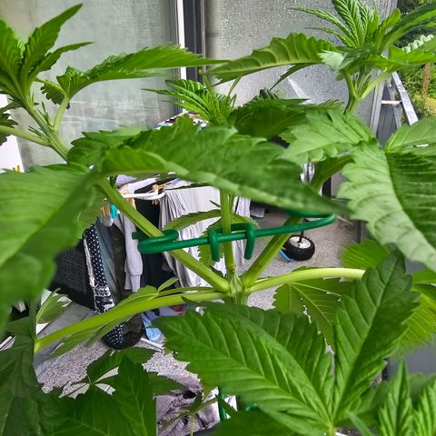 Toso growlog timeline photo