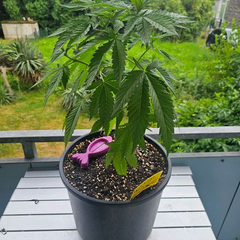 Toso growlog timeline photo