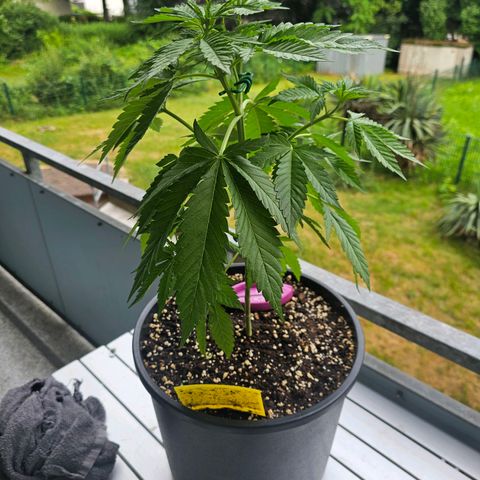 Toso growlog timeline photo
