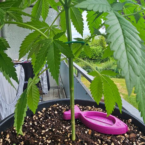 Toso growlog timeline photo