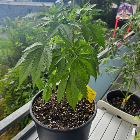 Toso growlog timeline photo