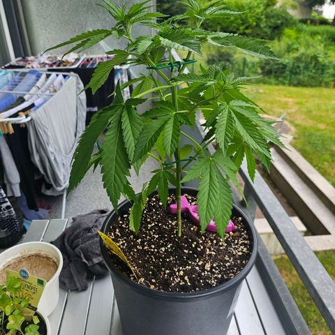 Toso growlog timeline photo