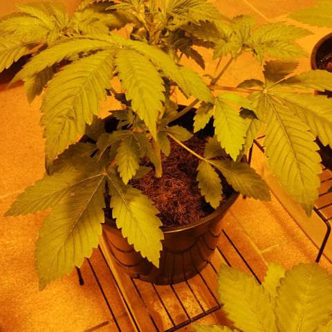 Gorila Glue 4 growlog timeline photo