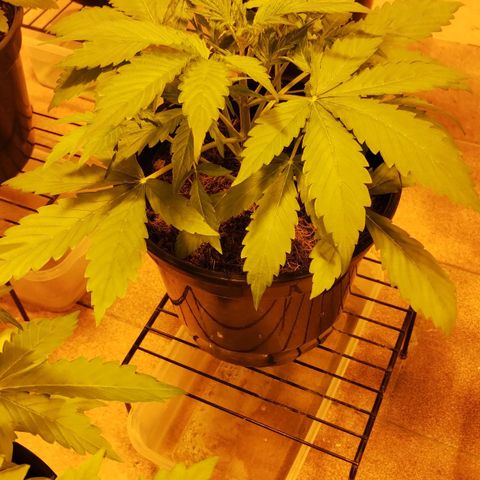 Black Domina growlog timeline photo