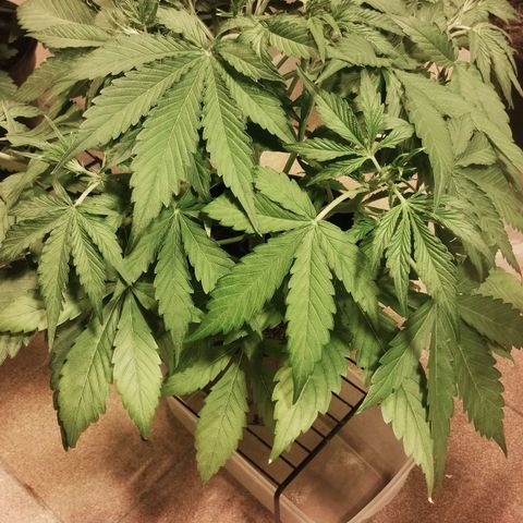 Black Domina growlog timeline photo