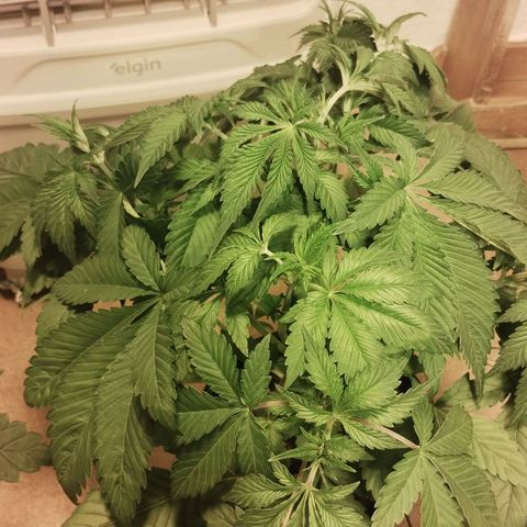 Gorila Glue 4 growlog timeline photo