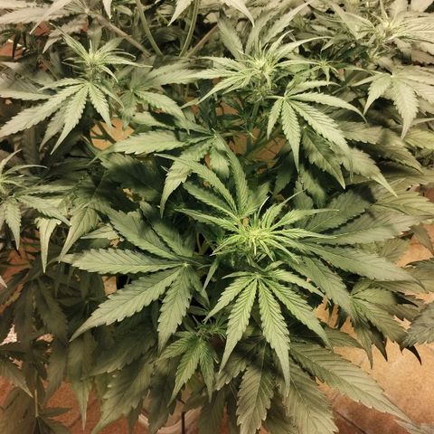 Black Domina growlog timeline photo