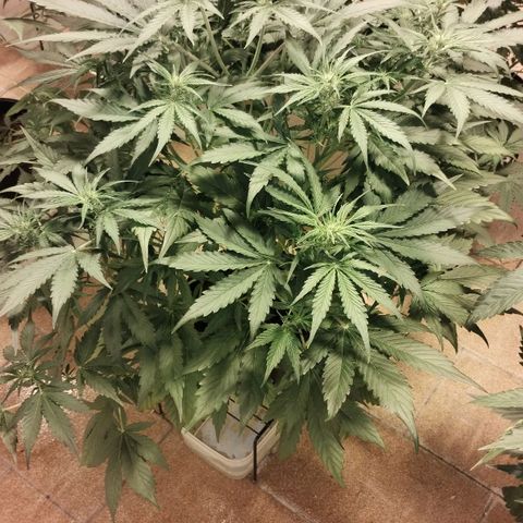Black Domina growlog timeline photo