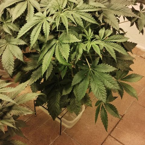 Gorila Glue 4 growlog timeline photo