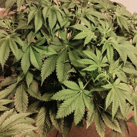 Gorila Glue 4 growlog timeline photo
