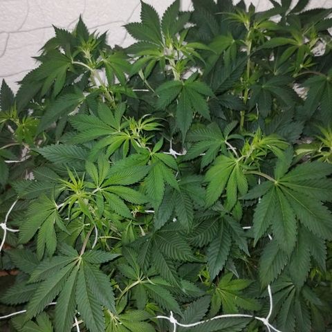 Gorila Glue 4 growlog timeline photo
