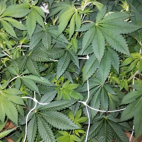 Gorila Glue 4 growlog timeline photo