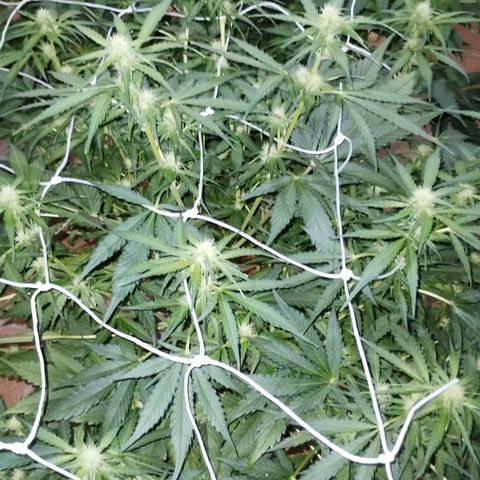 Black Domina growlog timeline photo