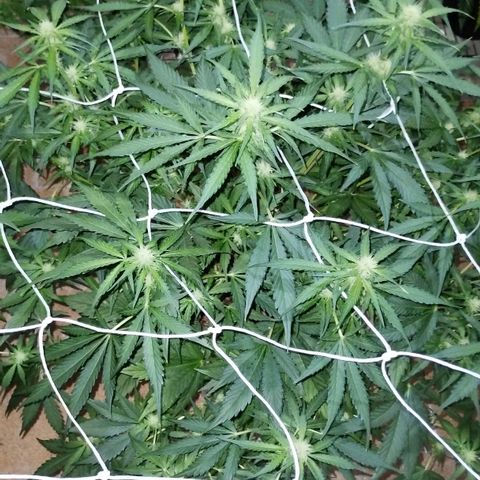 Black Domina growlog timeline photo