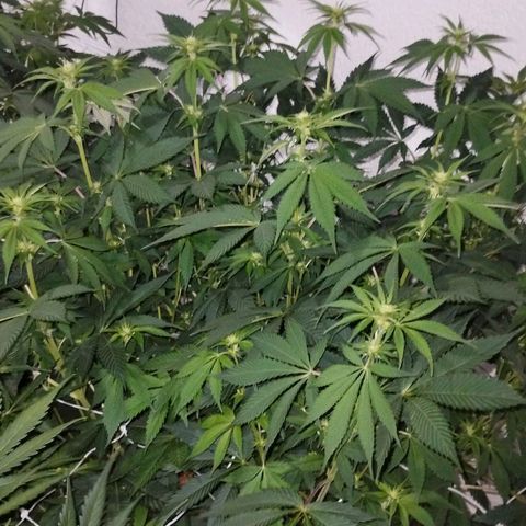 Gorila Glue 4 growlog timeline photo