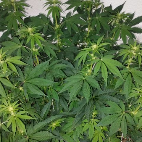 Gorila Glue 4 growlog timeline photo