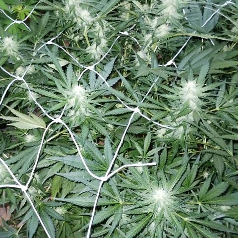 Black Domina growlog timeline photo