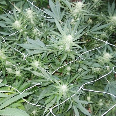 Black Domina growlog timeline photo