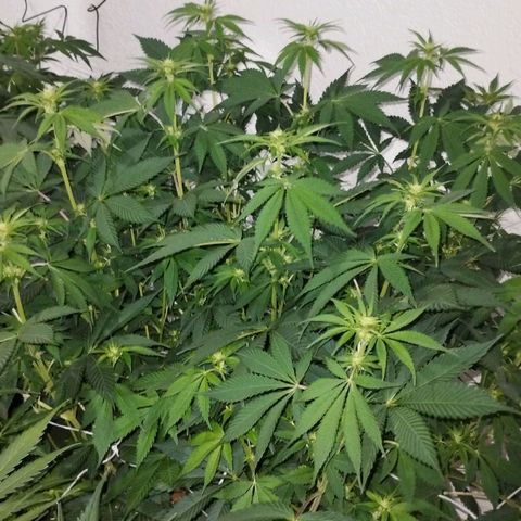 Gorila Glue 4 growlog timeline photo