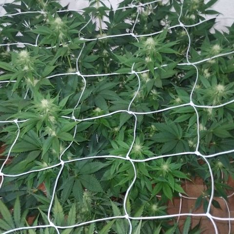 Gorila Glue 4 growlog timeline photo
