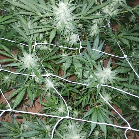 Black Domina growlog timeline photo