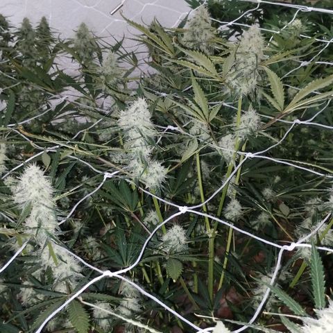 Black Domina growlog timeline photo