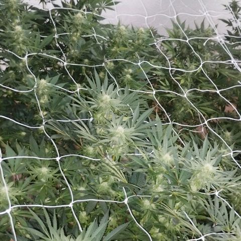 Gorila Glue 4 growlog timeline photo