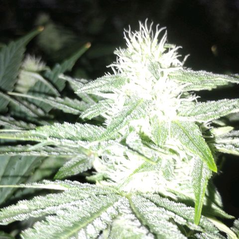 Gorila Glue 4 growlog timeline photo