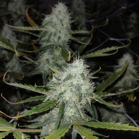 Black Domina growlog timeline photo