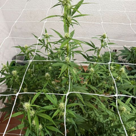 Cola gelada growlog timeline photo