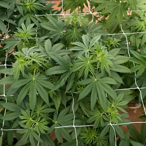 Gorilla Zkittlez growlog photo: 🦍