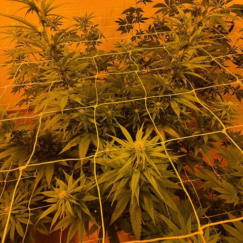 Gorilla Zkittlez growlog timeline photo
