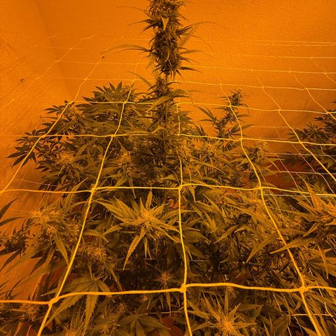 Cola gelada growlog timeline photo