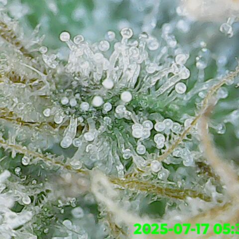 Gorilla Zkittlez growlog timeline photo