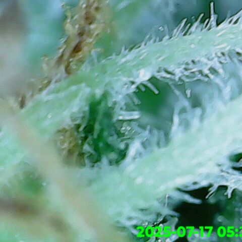 Gorilla Zkittlez growlog timeline photo