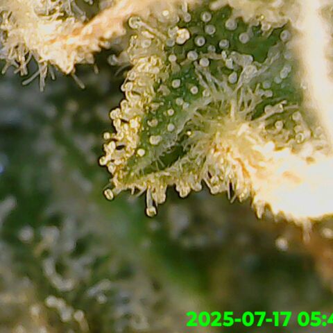 Gorilla Zkittlez growlog timeline photo