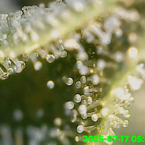 Gorilla Zkittlez growlog timeline photo